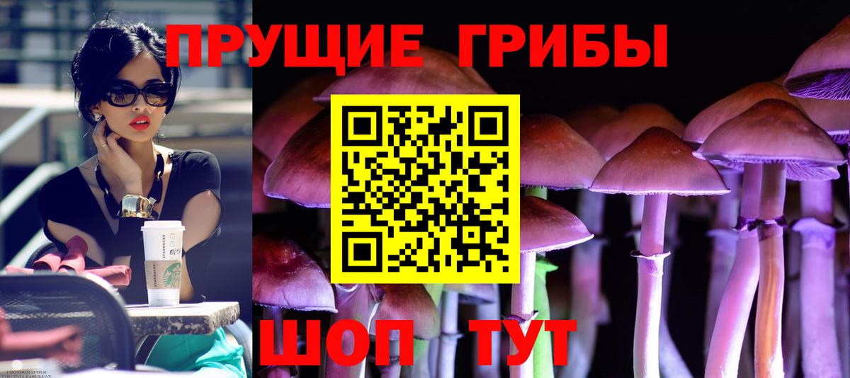 Людиново  Псилоцибиновые грибы Cubensis  Вход с VPN 